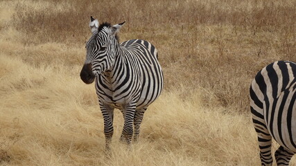 zebra in the savannah