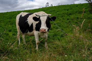 Vaca parada en pasto y campo verde