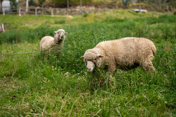 Oveja comiendo en pasto verde