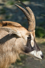 Roan antelope closeup in the Paris zoologic park, formerly known as the Bois de Vincennes, 12th...