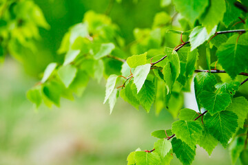 Birch branch on green bokeh background.	
