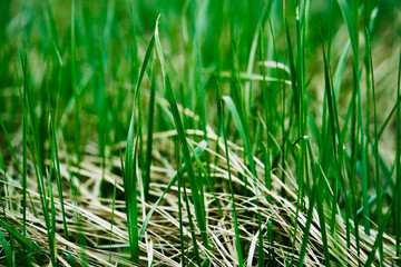 Green grass.  Spring background. Nature.