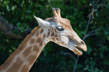  The West African giraffe head shots in the Paris zoologic park, formerly known as the Bois de Vincennes, 12th arrondissement of Paris, which covers an area of 14.5 hectares