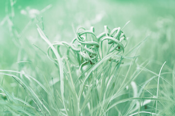 Green grass.  Spring background. Nature.