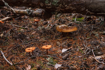 Beautiful wild mushroom among the moss in the autumn forest