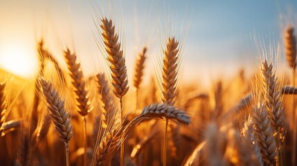 Ears of wheat on a field. Agricultural photo.
