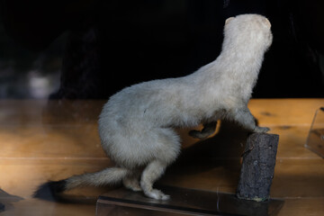 Taxidermy stuffed. Least Weasel or Mustela. Rearview through the window. Blurred image.