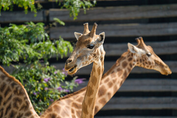  The West African giraffe head shots in the Paris zoologic park, formerly known as the Bois de Vincennes, 12th arrondissement of Paris, which covers an area of 14.5 hectares - obrazy, fototapety, plakaty