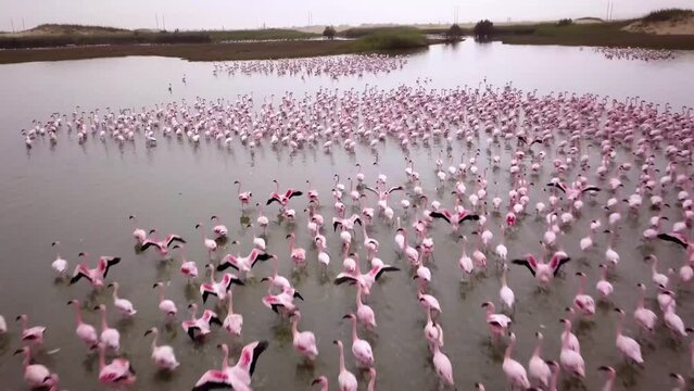Aerial drone footage of a huge colony of lesser flamingos Phoenicopterus minor. Flying close to flamingos near Walvis Bay in Namibia. Rosy flamingo birds feeding in a lagoon. High quality 4k footage