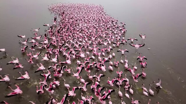 Aerial drone footage of a huge colony of lesser flamingos Phoenicopterus minor. Flying close to flamingos near Walvis Bay in Namibia. Rosy flamingo birds feeding in a lagoon. High quality 4k footage