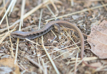 Forest Alligator Lizard juvenile. Stevens Creek County Park, Santa Clara County, California, USA.