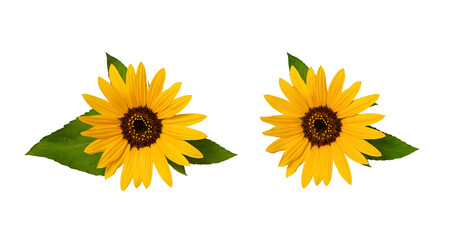 Two sunflower flowers with leaves isolated on a transparent background. Top view, close-up. Element for creating collage or design, postcards, invitations