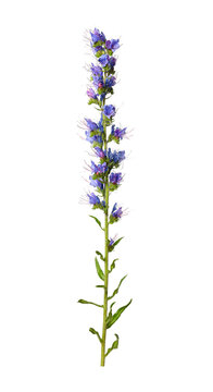 Wildflower Echium vulgare isolated on transparent background.