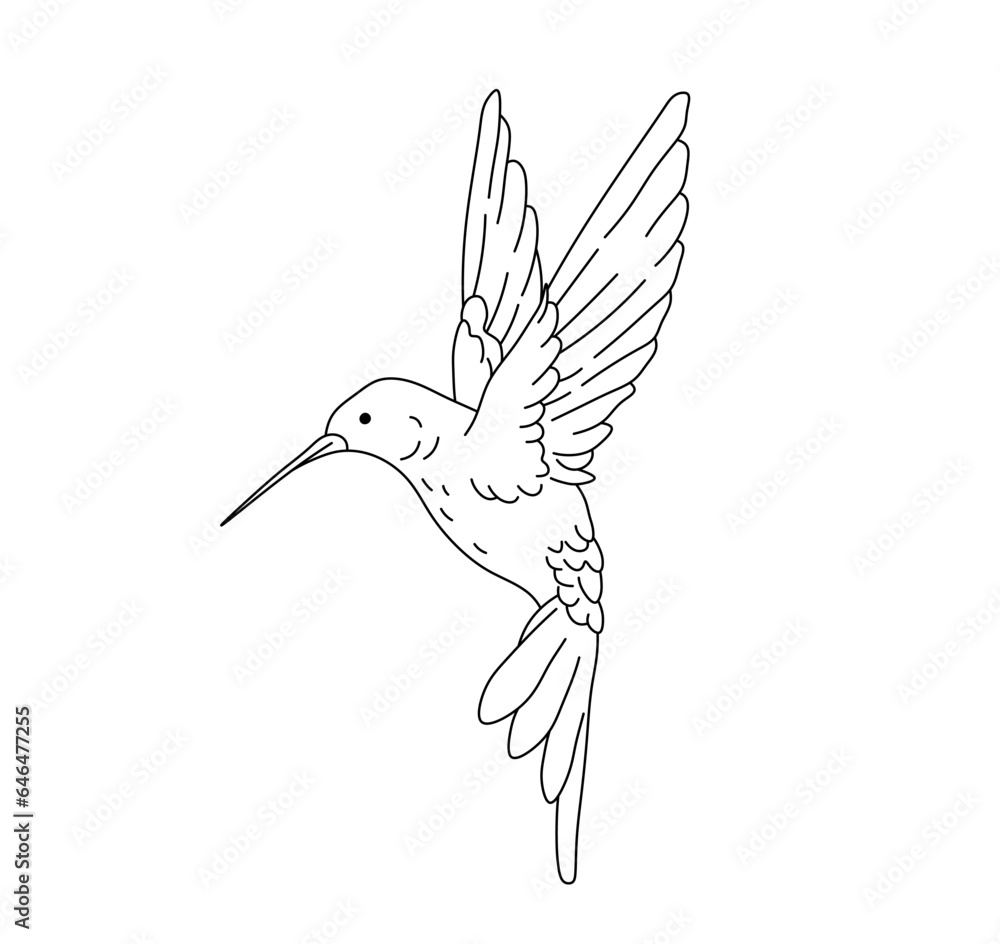 Wall mural Vector isolated one single flying hummingbird side view with outstratched wings up colorless black and white contour line easy drawing