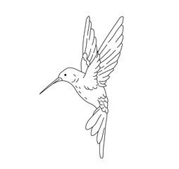 Vector isolated one single flying hummingbird side view with outstratched wings up colorless black and white contour line easy drawing © MariMuz