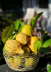 basket of yellow lemons
