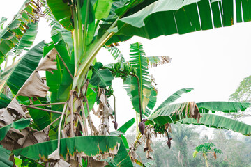 banana tree