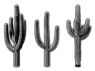 Desert cacti retro stencil illustration stamp with distressed grunge texture isolated on transparent background