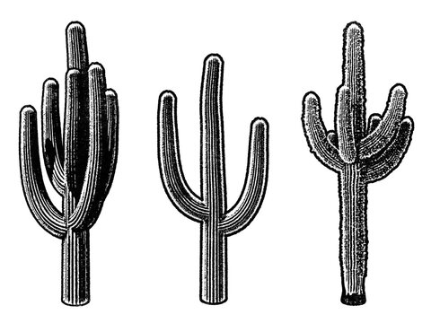 Desert cacti retro stencil illustration stamp with distressed grunge texture isolated on transparent background