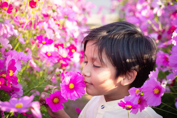 Happy asian boy kid holding and smelling pink cosmos flowers in the garden.