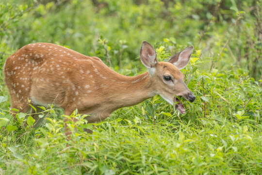 White-tailed Deer ( Odocoileus virginianus) Fawn Eating Grass in Field © Lee