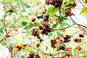 annatto tree