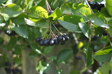 Bunches of chokeberry. A source of vitamins. Ripe berries of chokeberry.