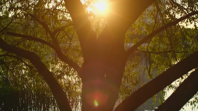 Sun shines through tree foliage on the lake. Golden hour on river or pond with sun rays in green leaves. Branch trembling on the wind against water surface, silence and nature beauty concept