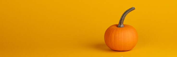 One pumpkin on orange background