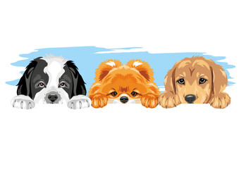 Pomeranian dog, Golden Retriever and Saint Bernard dog are best friends