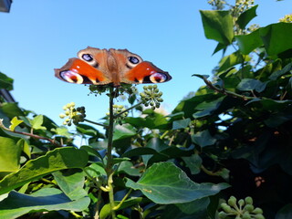 Tagpfauenauge Schmetterling im Sommer