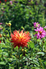 Side view of a spiky orange and yellow Dahlia bloom, Yorkshire England
