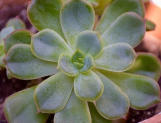 Succulent in the garden