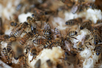 Bienen auf der Suche nach Honig zwischen Wachsresten