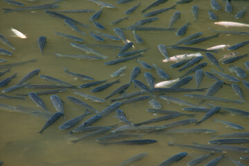 Flock of goldfish in a cultivation pond