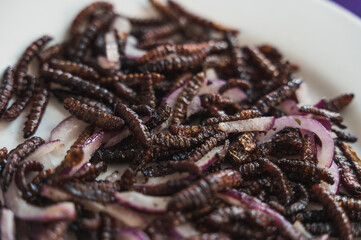 Chinicuiles, Insects, typical Mexican food, which can be accompanied with sauce and tortilla as a taco