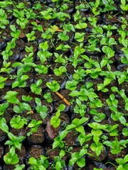 PIANTAGIONI DI CAFFE' , COLOMBIA, FINCA CAFETERA