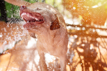 Labrador dog escape from washing