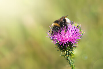Bumblebee collects flower nectar on a wild flower. Close-up. Copy space. Selective focus.