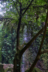 Fototapeta premium Tree with a waterfall background