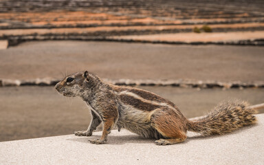 Striped ground squirrel (Euxerus erythropus) in Fuerteventura, Spain.
