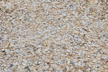 Millions of tiny shells on a beach in Western Australia. Tiny shell textured background. Huge amounts of small and round shells on a beach. Western Australia tourist hotspot. Abstract beach background