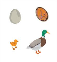 Life cycle of duck vector. Developmental process of duck vector illustration