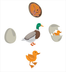 Life cycle of duck vector. Developmental process of duck vector illustration