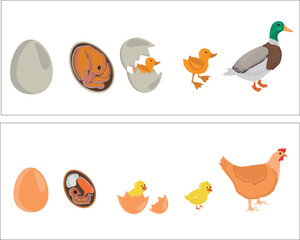 Life cycles of duck and chicken vector. Developmental process of duck and chicken illustration