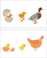 Life cycles of duck and chicken vector. Developmental process of duck and chicken illustration