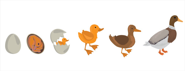 Life cycle of duck vector. Developmental process of duck vector illustration