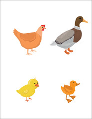 Life cycles of duck and chicken vector. Developmental process of duck and chicken illustration