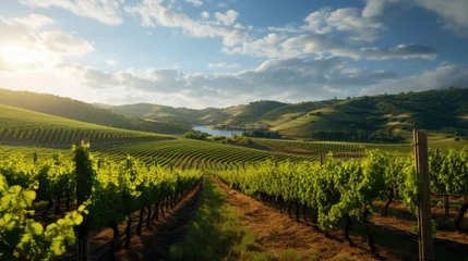 Poster Vineyard at sunset in sunlight. Winemaking and grape fields. © brillianata