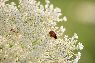 ladybug on queen anne's lace